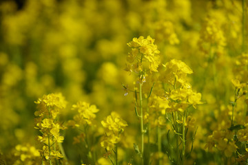 Obraz premium 菜の花①
