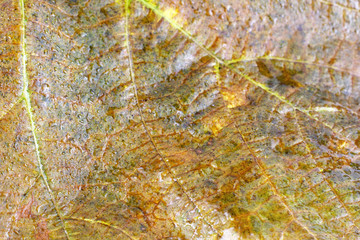 Autumn leaf background