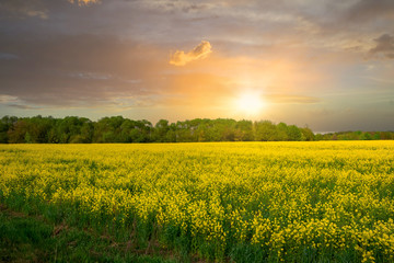 Obraz premium Yellow field of flowering rape against sky at sunset or dawn. Beautiful spring landscape, agricultural field panoramic view. Natural landscape.