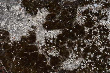 overgrown with moss of the old abandoned concrete road