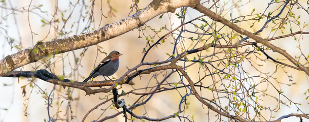 a songbird in branches in spring