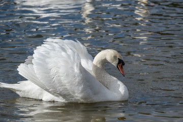 Obraz premium White swan in lake at the dawn. Romantic background.