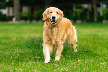 Smiling Face Cute Lovely Adorable Golden Retriever Dog Walking in Fresh Green Grass Lawn in the...