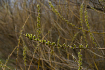 spring green buds of the tree