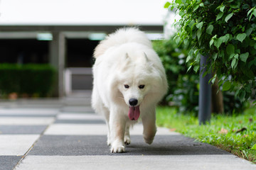 Cute Lovely Adorable White Samoyed Walk on Chess Board Pattern Concrete Walkway beside Green Trees...