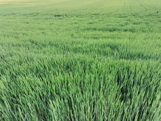 zielone pola, zielona trawaka, zielone łany zbóż 