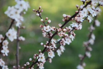 Tempo della primavera, ramo fiorito