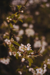 blooming apple tree in spring
