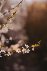 spring blossom in spring