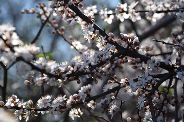 Tempo della primavera, rami dell'albero in fioritura