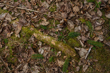 wooden stick overgrown in the forest floor