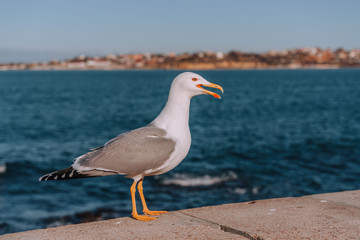 Fototapeta na wymiar seagull sits in the background of the sea