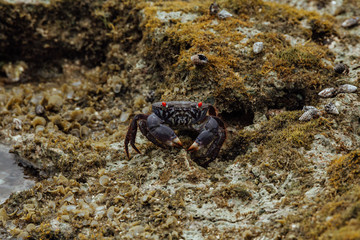 A crab sits on rocks near the ocean in Indonesia