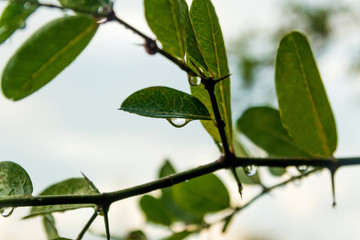 Drops of water under the green leaf