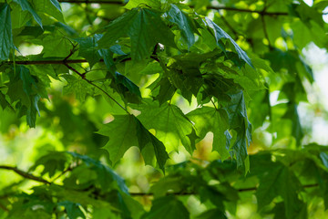 Fototapeta na wymiar Branch with green maple leaves, many leaves.
