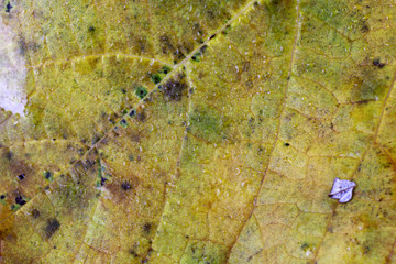 Autumn blackberry leaf