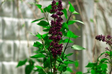 Цветок Сирени