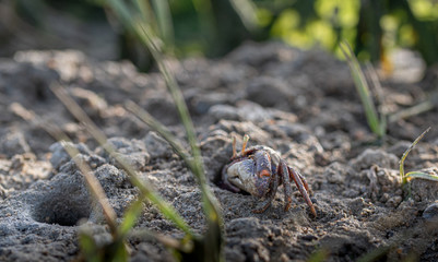 Type of crab Uca tangeri or barrilete in its habitat
