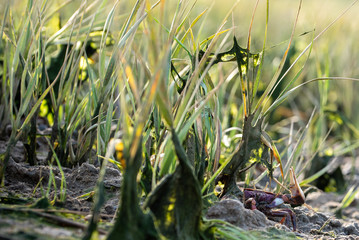 Type of crab Uca tangeri or barrilete in its habitat