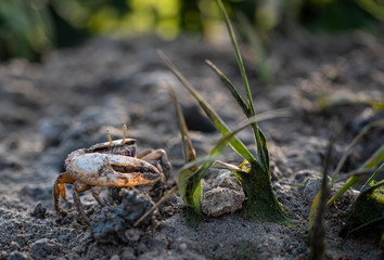 Type of crab Uca tangeri or barrilete in its habitat