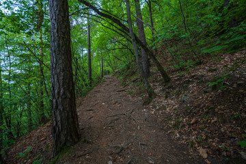 Mountain hiking trail leading through a forest full of fresh spring greenery in Appiano in Italian South Tyrol