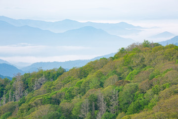 Fototapeta na wymiar Spring landscape from the Deep Creek Overlook of the Great Smoky Mountains in fog, Tennessee, USA