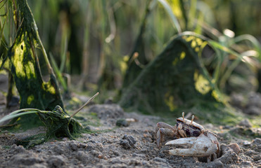 Sea crab, barrilete or violinist at low tide