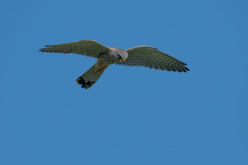 Common Kestrel Flying and Hunting Against a Blue Sky