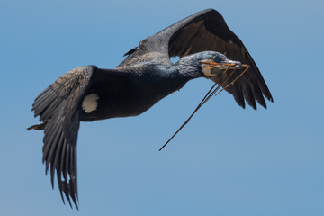 Great Cormorant bringing nesting material