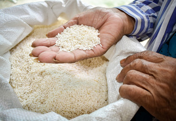 Rice products produced by farmers are. Hand holding rice. .