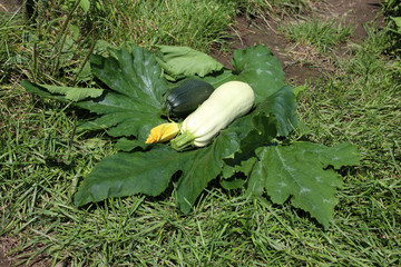 Squashes on grass