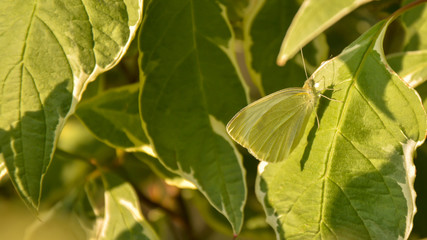 zielony motyl na liściu © szemisz
