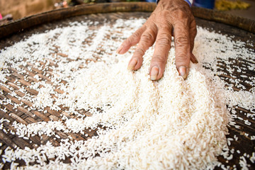 Rice products produced by farmers are. Hand holding rice. .