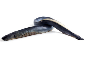 Obraz premium Lamprey fish. Vampire.