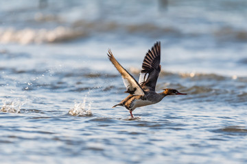 飛び立つウミアイサ雌(Red-breasted Merganser)