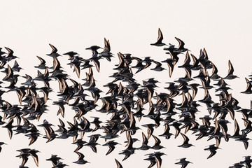 ハマシギ群飛(dunlin)