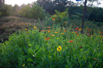 Vibrant colorful wild flowers are bloomed in a forest in green natural background. Indian forest 