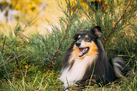 Tricolor Rough Collie, Funny Scottish Collie, Long-haired Collie, English Collie, Lassie Dog Sitting In Green Grass.