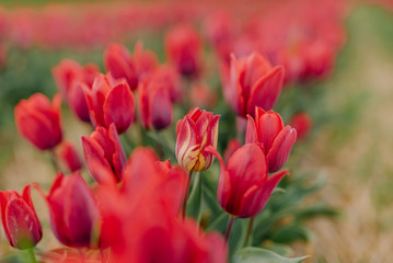 Beautiful Red Tulips Blooming on Field Agriculture. Tulip Infected with Flower Virus