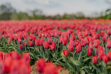 Beautiful Red Tulips Blooming on Field Agriculture