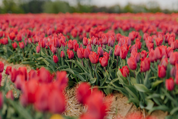 Beautiful Red Tulips Blooming on Field Agriculture