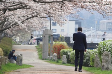 桜並木と男の後ろ姿