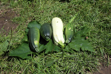 Squashes on grass