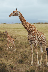 Naklejka na ściany i meble A giraffe standing in a grassy field and shows love and care for their child in Africa