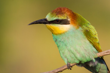 European Bee-eater, Merops apiaster. In the early morning, a young bird sits on a branch and waits for its parents to bring food