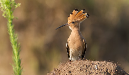 Eurasian Hoopoe, Upupa epops. A bird stands on a knoll. The morning rays of the sun beautifully...