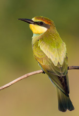 European Bee-eater, Merops apiaster. In the early morning, a young bird sits on a branch and waits for its parents to bring food