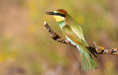 European Bee-eater, Merops apiaster. In the early morning, a young bird sits on a branch and waits for its parents to bring food