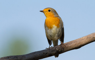 European Robin, Erithacus rubecula. The bird sits on an old dry branch against the sky