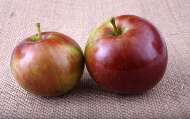 Apples on bagging